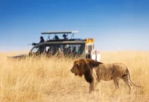 Best Safari Parks and Game Reserves Near Dar Es Salaam Safari