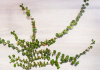 Tips to Buy High Quality Decorative Smilax Vine for Sale Decorative Smilax Vine