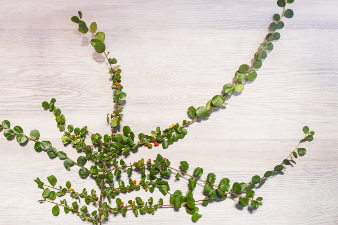 Decorative Smilax Vine