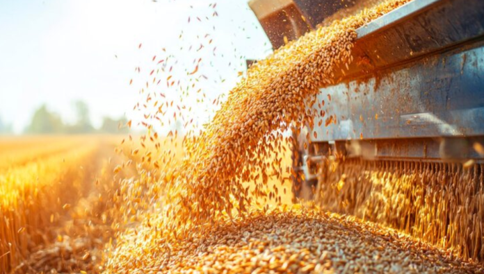 Grain Auger